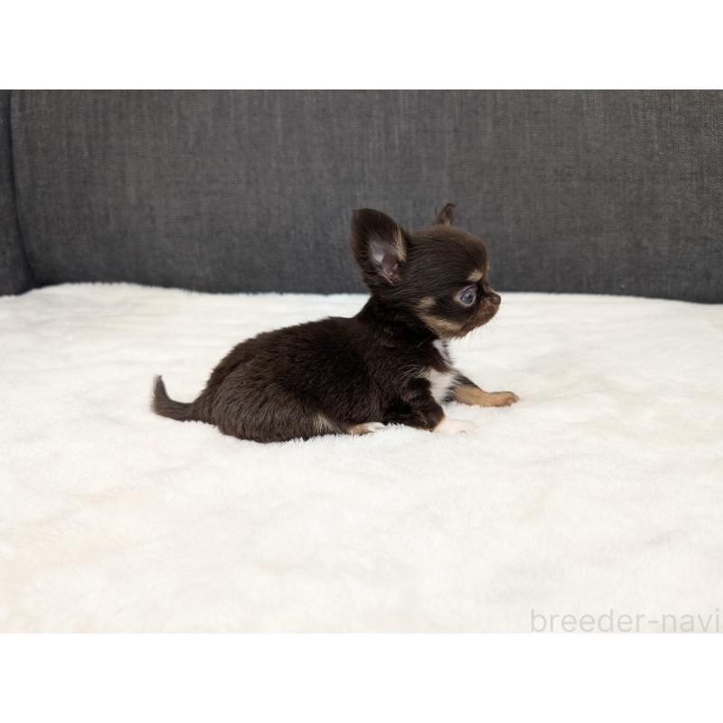 販売中の愛知県のチワワ(ロングコート)-456931の8枚目