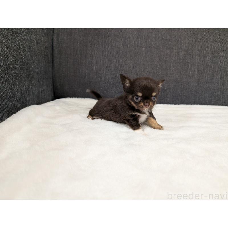 販売中の愛知県のチワワ(ロングコート)-456931の7枚目