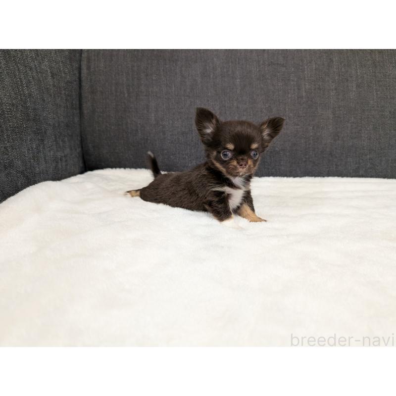 販売中の愛知県のチワワ(ロングコート)-456931の6枚目