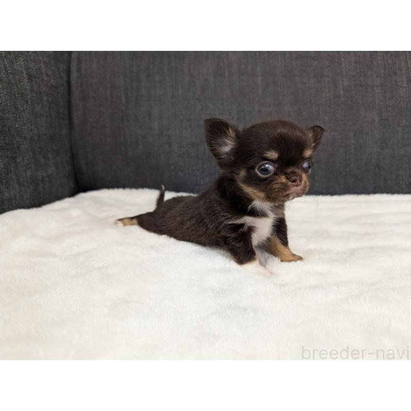 販売中の愛知県のチワワ(ロングコート)-456931の5枚目