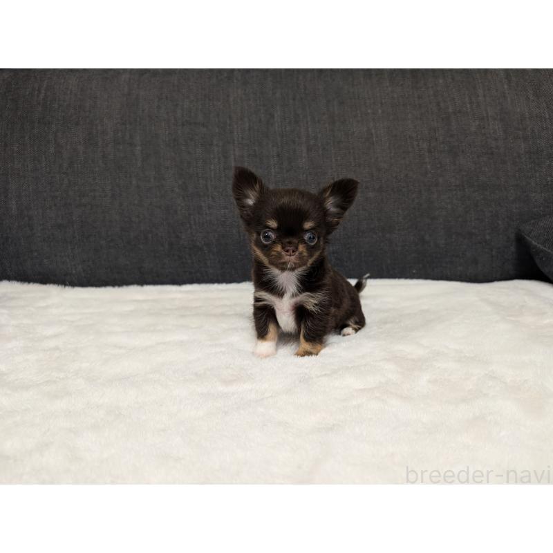 販売中の愛知県のチワワ(ロングコート)-456931の4枚目