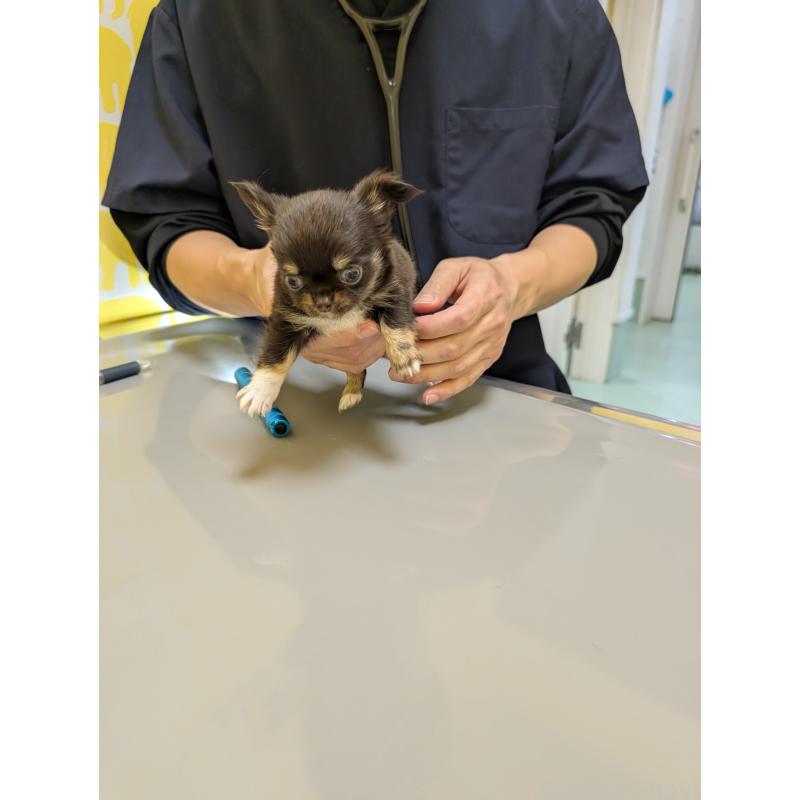 販売中の愛知県のチワワ(ロングコート)-456931の3枚目