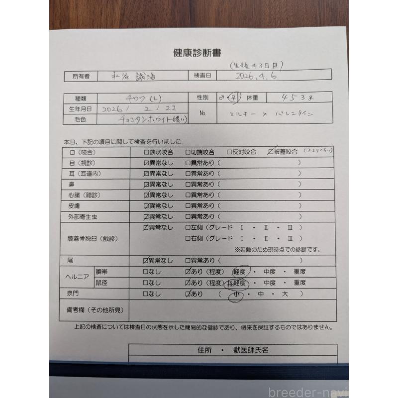 販売中の愛知県のチワワ(ロングコート)-456931の2枚目