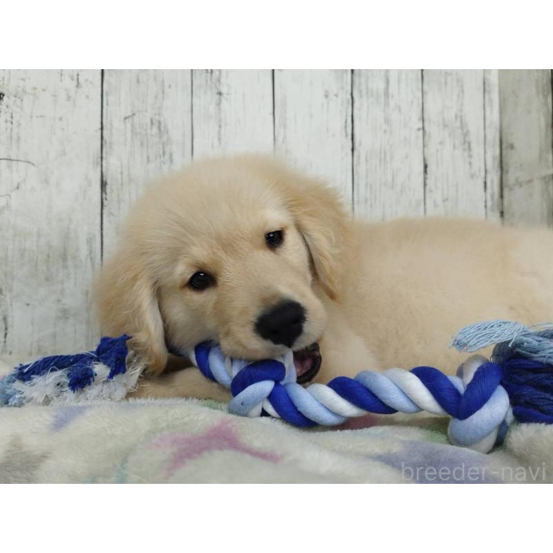 販売中の三重県のゴールデンレトリーバー-456930の4枚目