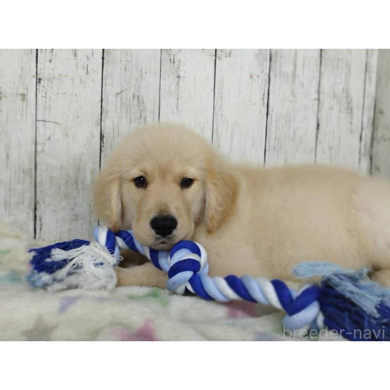 販売中の三重県のゴールデンレトリーバー-456930の5枚目