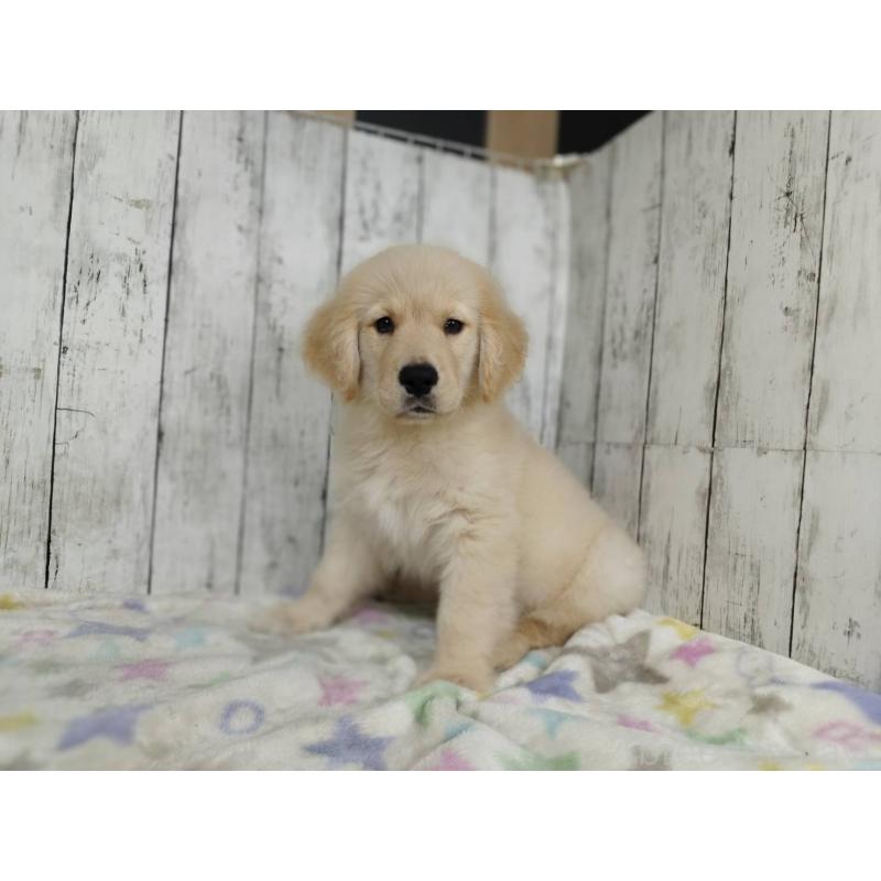 販売中の三重県のゴールデンレトリーバー-456930の3枚目