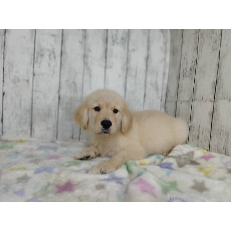 販売中の三重県のゴールデンレトリーバー-456930の2枚目