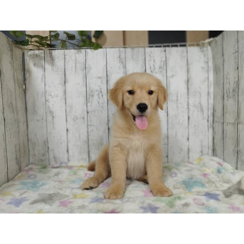 販売中の三重県のゴールデンレトリーバー-456932の5枚目