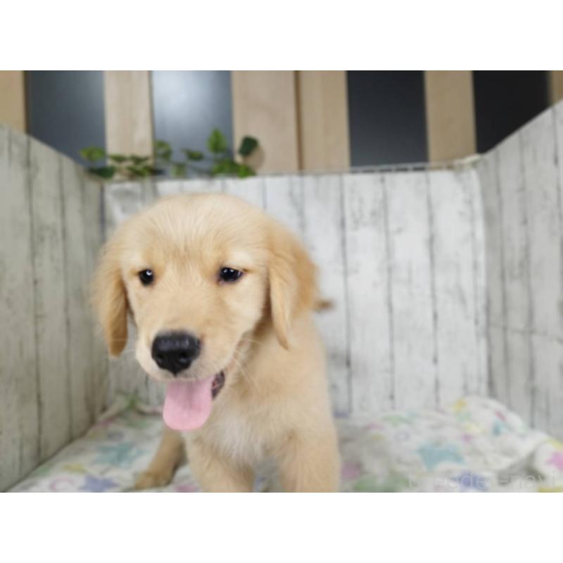 販売中の三重県のゴールデンレトリーバー-456932の4枚目