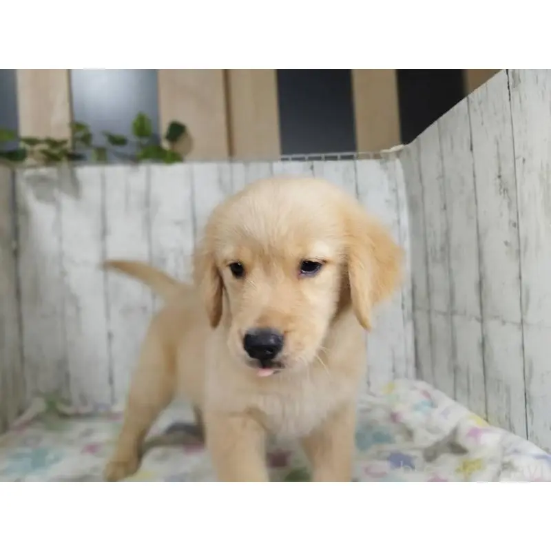 販売中の三重県のゴールデンレトリーバー-456932の3枚目