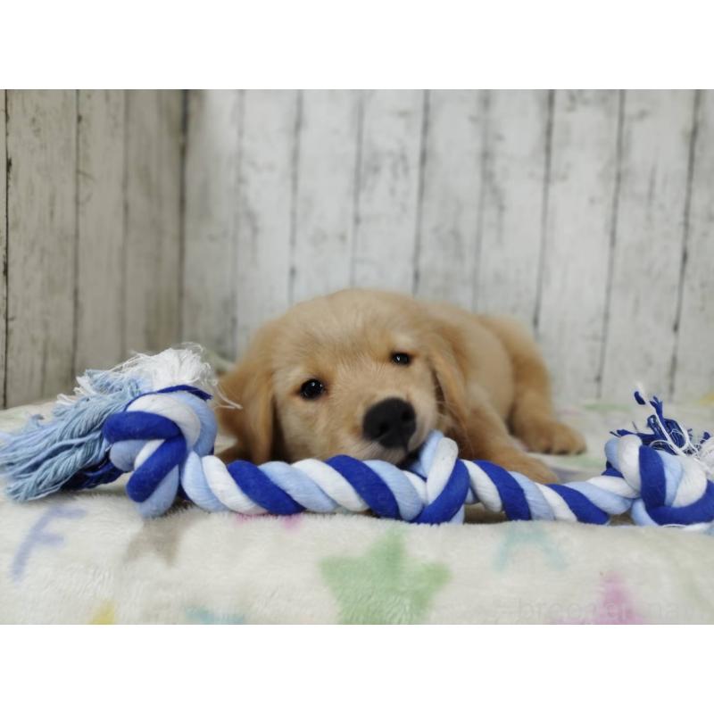 販売中の三重県のゴールデンレトリーバー-456932の2枚目