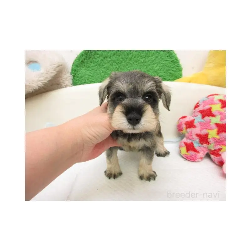 販売中の大阪府のミニチュアシュナウザー-456933