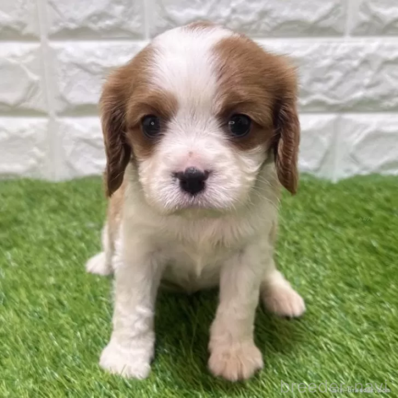 販売中の愛知県のキャバリアキングチャールズスパニエル-455819
