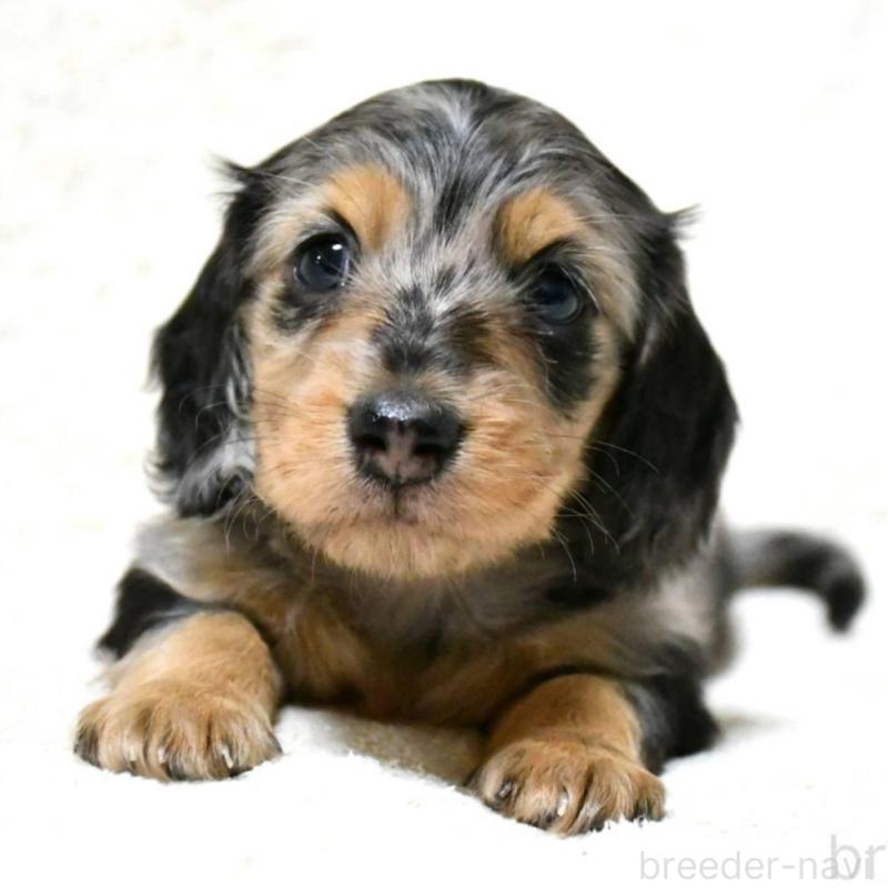 販売中の愛知県のカニンヘンダックスフンド(ロングヘアード)-456935