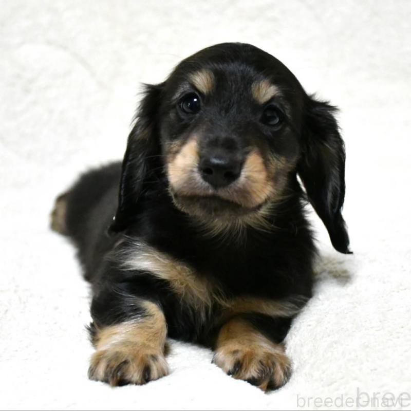 販売中の愛知県のカニンヘンダックスフンド(ロングヘアード)-456936