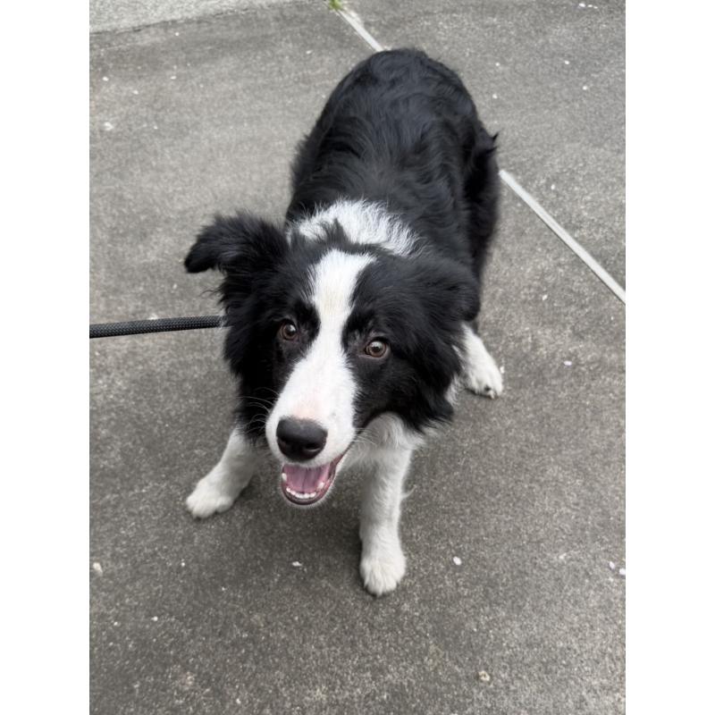 販売中の東京都のボーダーコリー-456937の4枚目