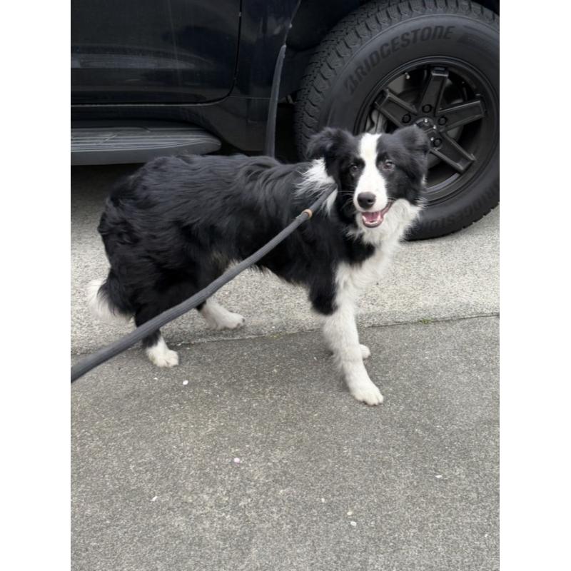 販売中の東京都のボーダーコリー-456937の5枚目