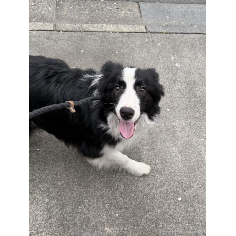 販売中の東京都のボーダーコリー-456937の3枚目