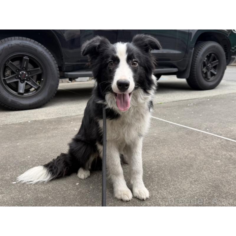 販売中の東京都のボーダーコリー-456937の2枚目