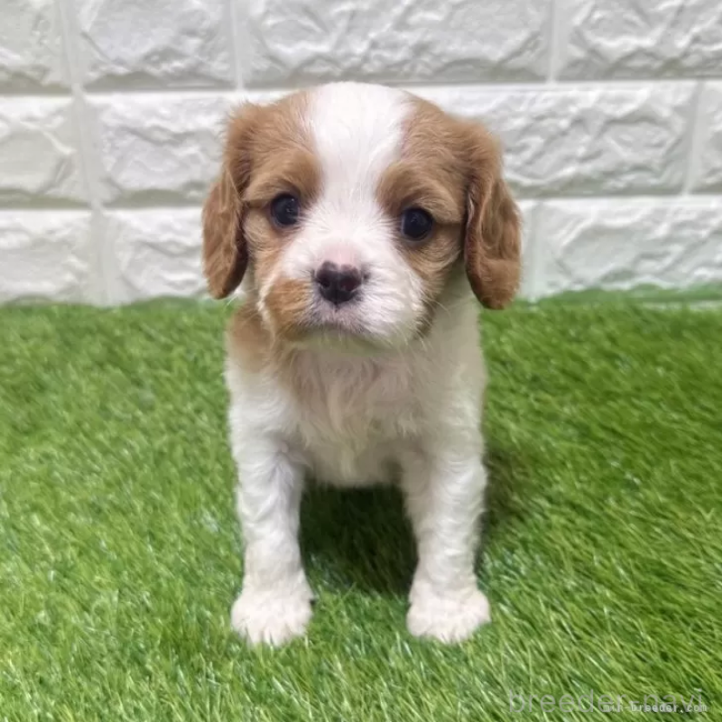販売中の愛知県のキャバリアキングチャールズスパニエル-455821