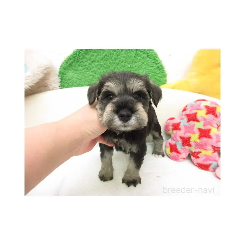 販売中の大阪府のミニチュアシュナウザー-456939