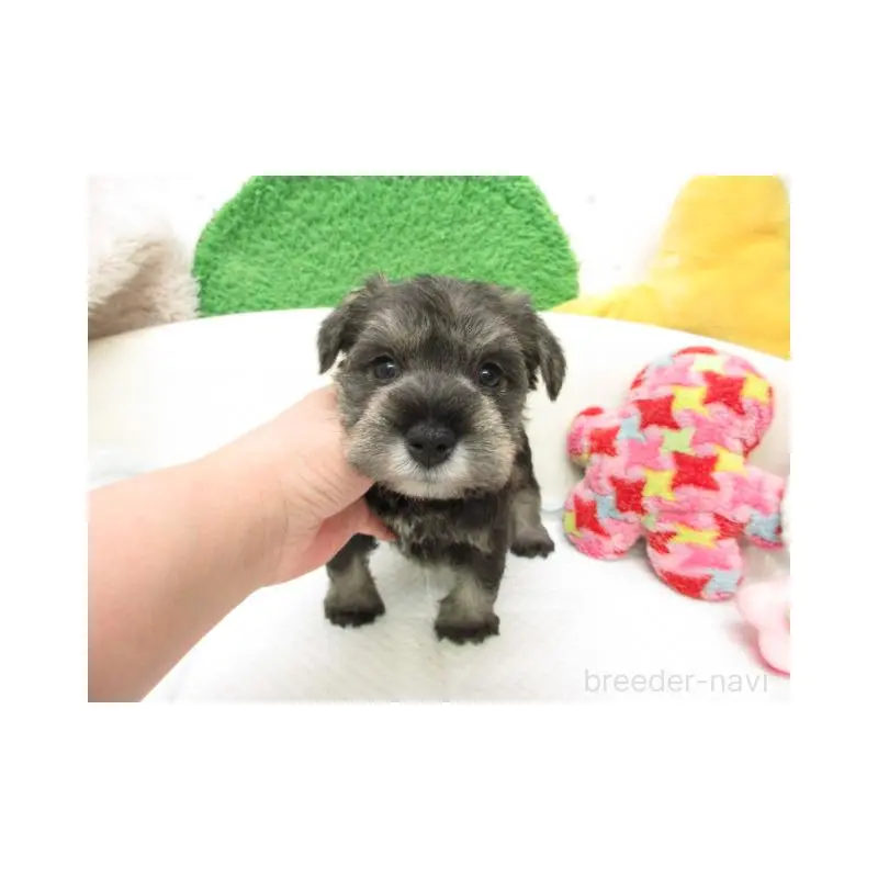 販売中の大阪府のミニチュアシュナウザー-456940