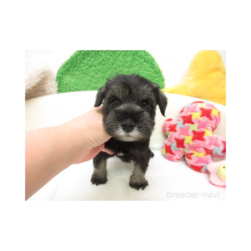 販売中の大阪府のミニチュアシュナウザー-456942