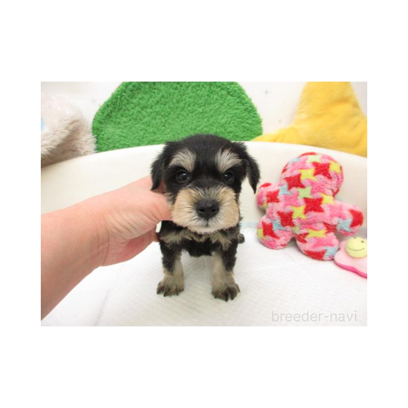 販売中の大阪府のミニチュアシュナウザー-456948