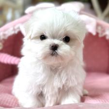 ♀︎マルチーズ