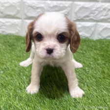 オンライン見学