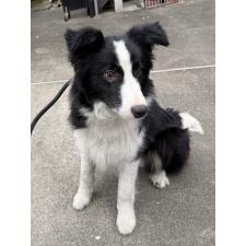 ♀︎ボーダーコリー