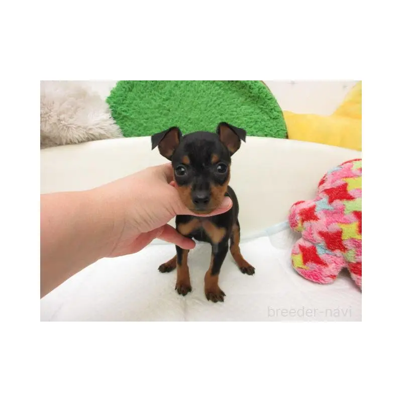 販売中の大阪府のミニチュアピンシャー(ミニピン)-456956