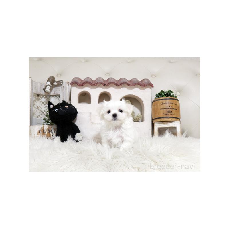 販売中の佐賀県のマルチーズ-456961の4枚目