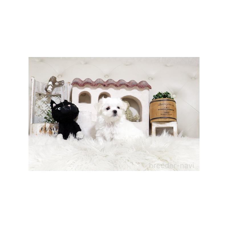 販売中の佐賀県のマルチーズ-456961の2枚目