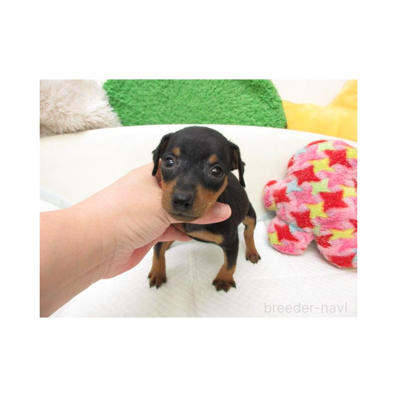 販売中の大阪府のミニチュアピンシャー(ミニピン)-456960