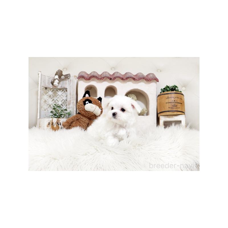 販売中の佐賀県のマルチーズ-456963の5枚目