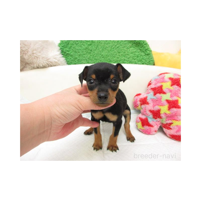 販売中の大阪府のミニチュアピンシャー(ミニピン)-456971