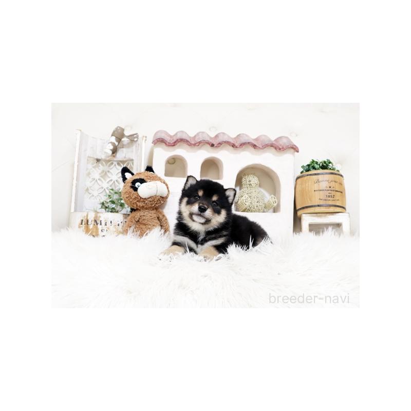 販売中の佐賀県の豆柴-456976の3枚目