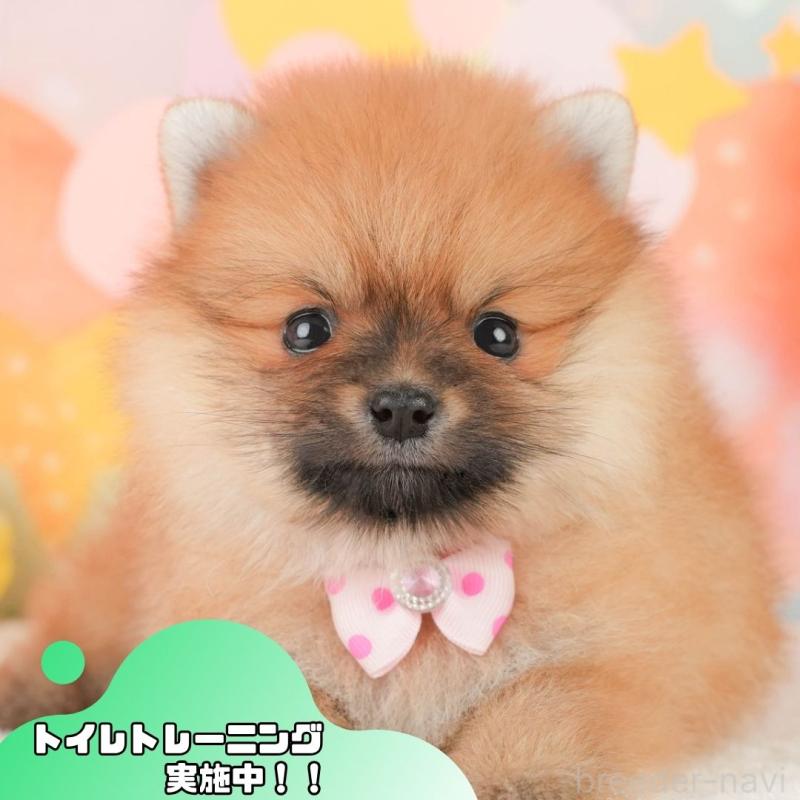 販売中の静岡県のポメラニアン-456981