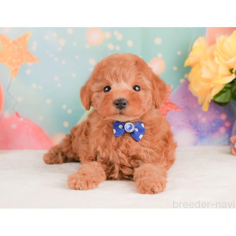 販売中の静岡県のトイプードル-456983の12枚目