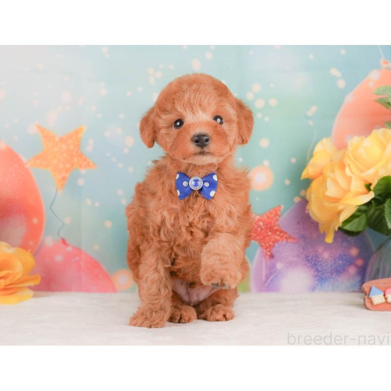 販売中の静岡県のトイプードル-456983の11枚目