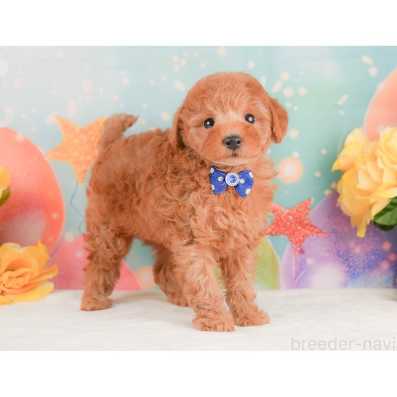 販売中の静岡県のトイプードル-456983の10枚目