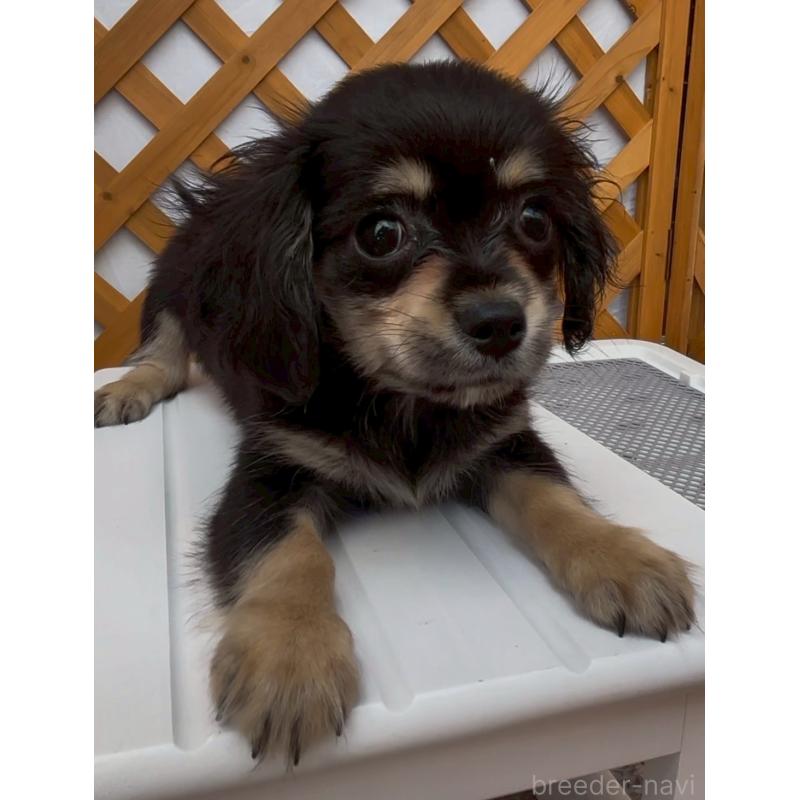 販売中の沖縄県のチワックス:チワワ×ミニチュアダックスフンド-456984の4枚目