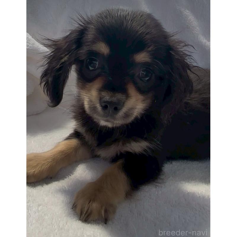 販売中の沖縄県のチワックス:チワワ×ミニチュアダックスフンド-456984の3枚目