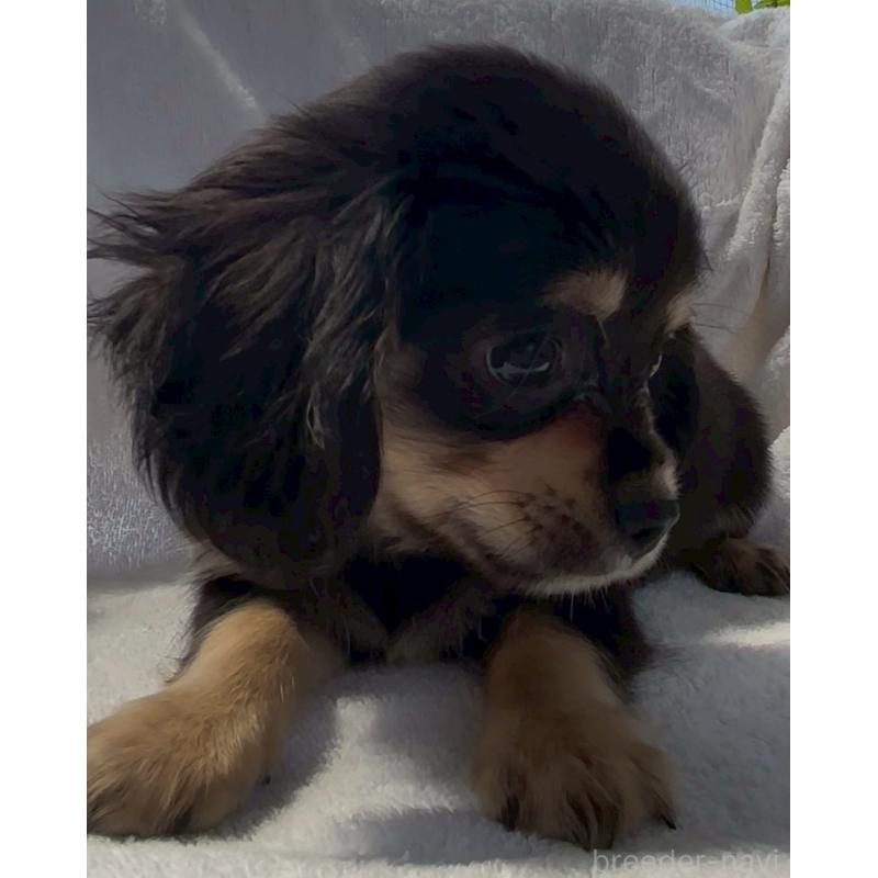 販売中の沖縄県のチワックス:チワワ×ミニチュアダックスフンド-456984の2枚目