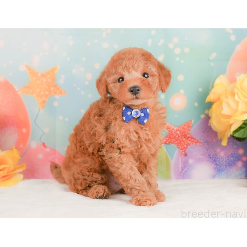 販売中の静岡県のトイプードル-456983の9枚目