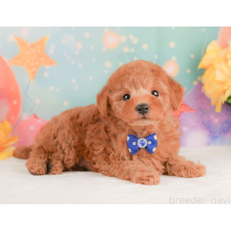 販売中の静岡県のトイプードル-456983の8枚目