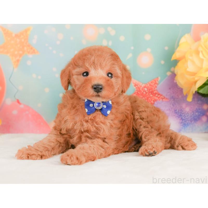 販売中の静岡県のトイプードル-456983の7枚目