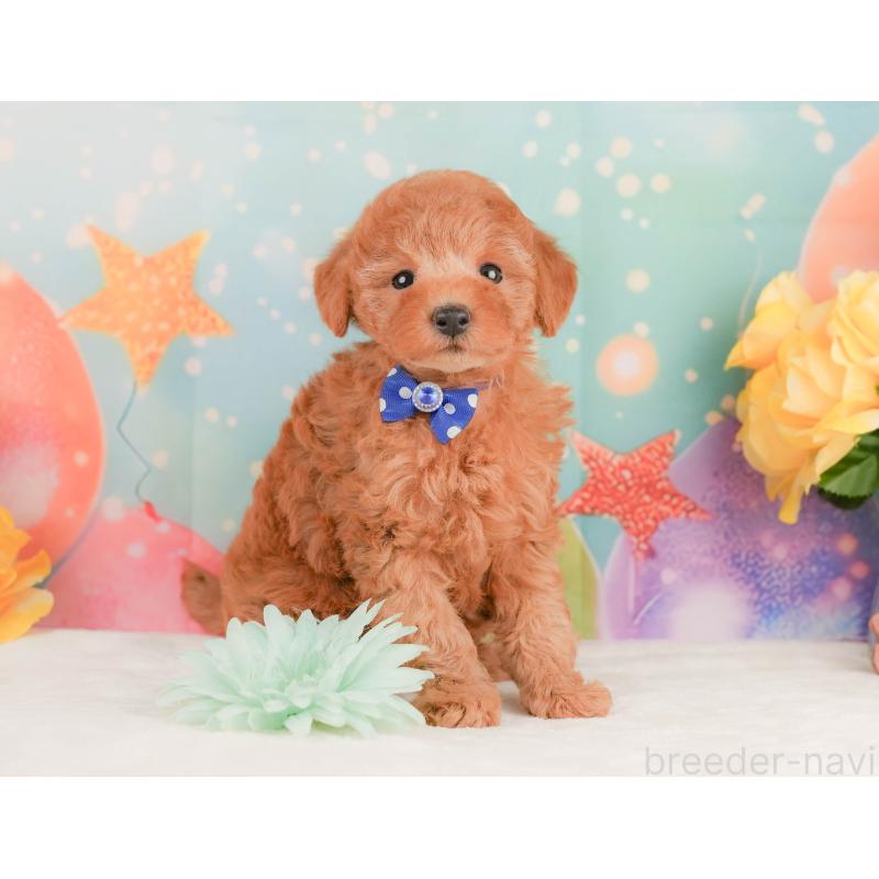 販売中の静岡県のトイプードル-456983の6枚目