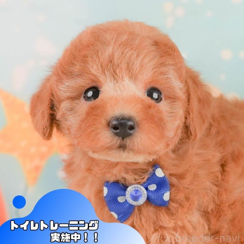 販売中の静岡県のトイプードル-456983